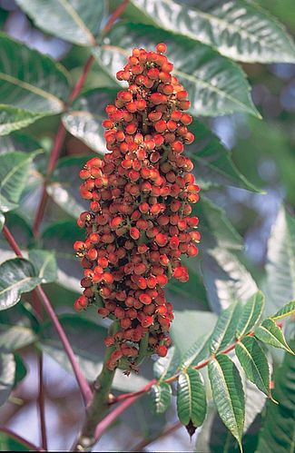 rhus glabra